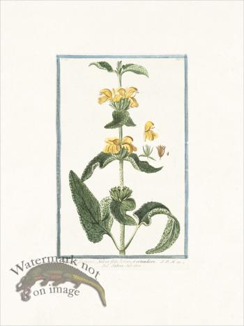 Bonelli 215 Jerusalem Sage